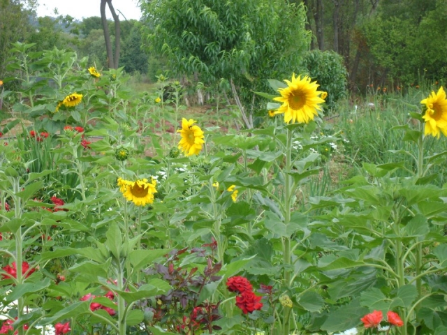  Downtown gardens 
